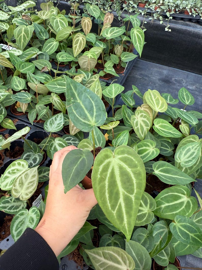 Coollective Plants Anthurium Magnificum Plant - Thumbnail 4
