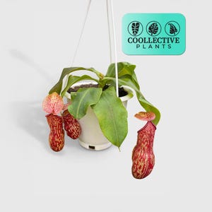 Nepenthes St. Gaya "Carnivorous Tropical Pitcher" Plant – Live Indoor Exotic Houseplant, Easy Care