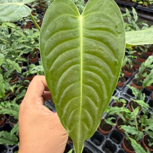 May include: Close-up of a large, heart-shaped green leaf with prominent veins. The leaf is held in a hand, with a background of other potted plants. The leaf's texture is visible, showcasing its natural patterns.