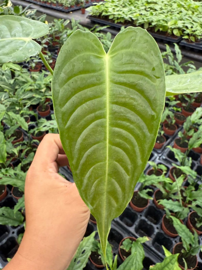 May include: Close-up of a large, heart-shaped green leaf with prominent veins. The leaf is held in a hand, with a background of other potted plants. The leaf's texture is visible, showcasing its natural patterns.