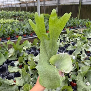 Platycerium Wandae