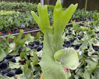 P.Neptune (stemaria x elephantotis)②　@bikamori.com ネプチューン ESTABLISHED Platycerium Neptune (Hybrid) on Plaque