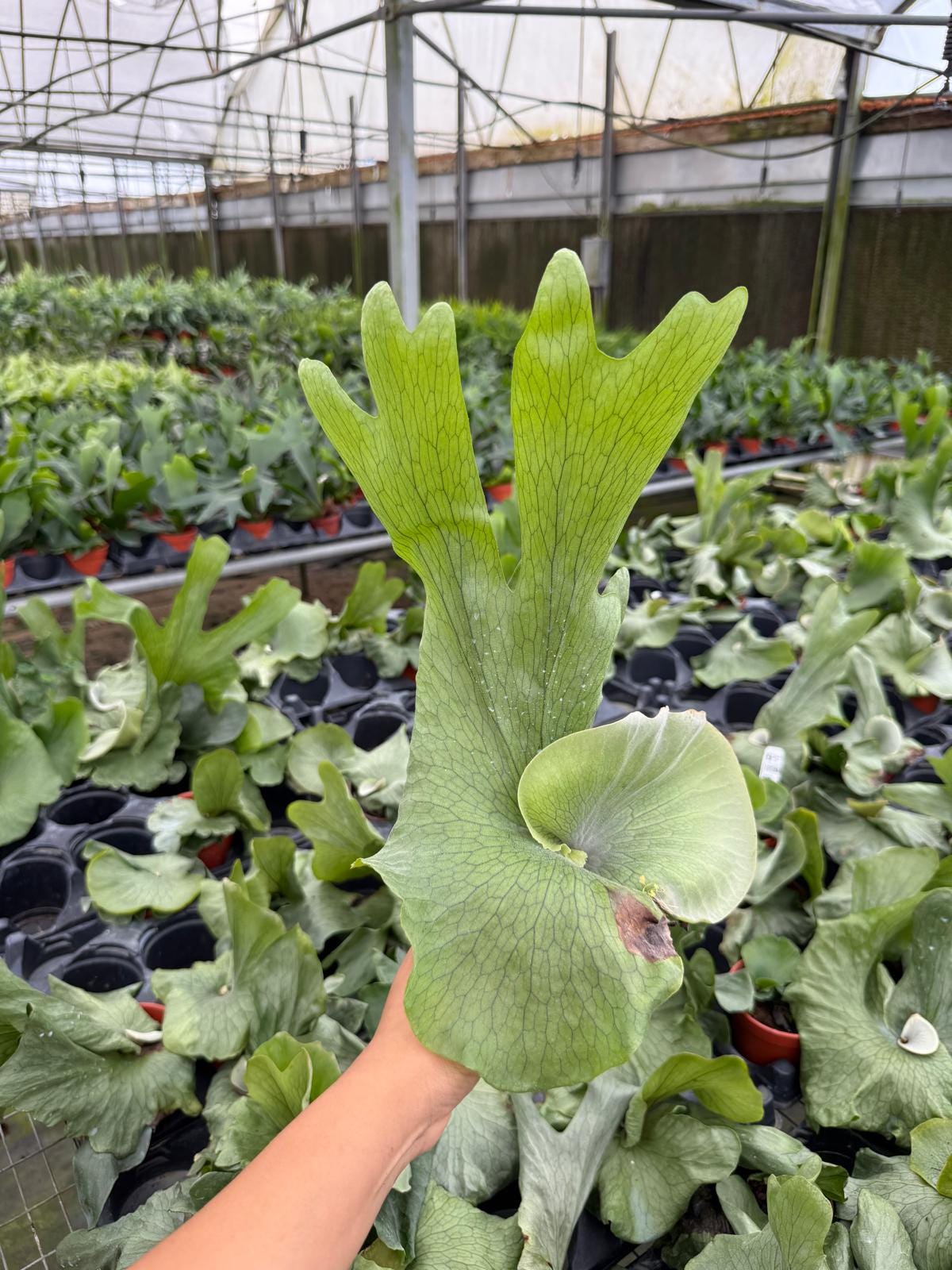 Platycerium Wandae - Etsy