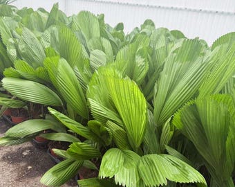 Licuala Palm Grandis Live Plant – Rare Tropical Fan Palm Houseplant for Collectors