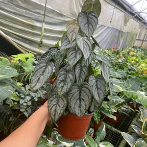 May include: A potted houseplant with large, heart-shaped leaves. The leaves are a mix of green and silver, with a textured appearance. The plant is in a brown plastic pot. Other plants are visible in the background.