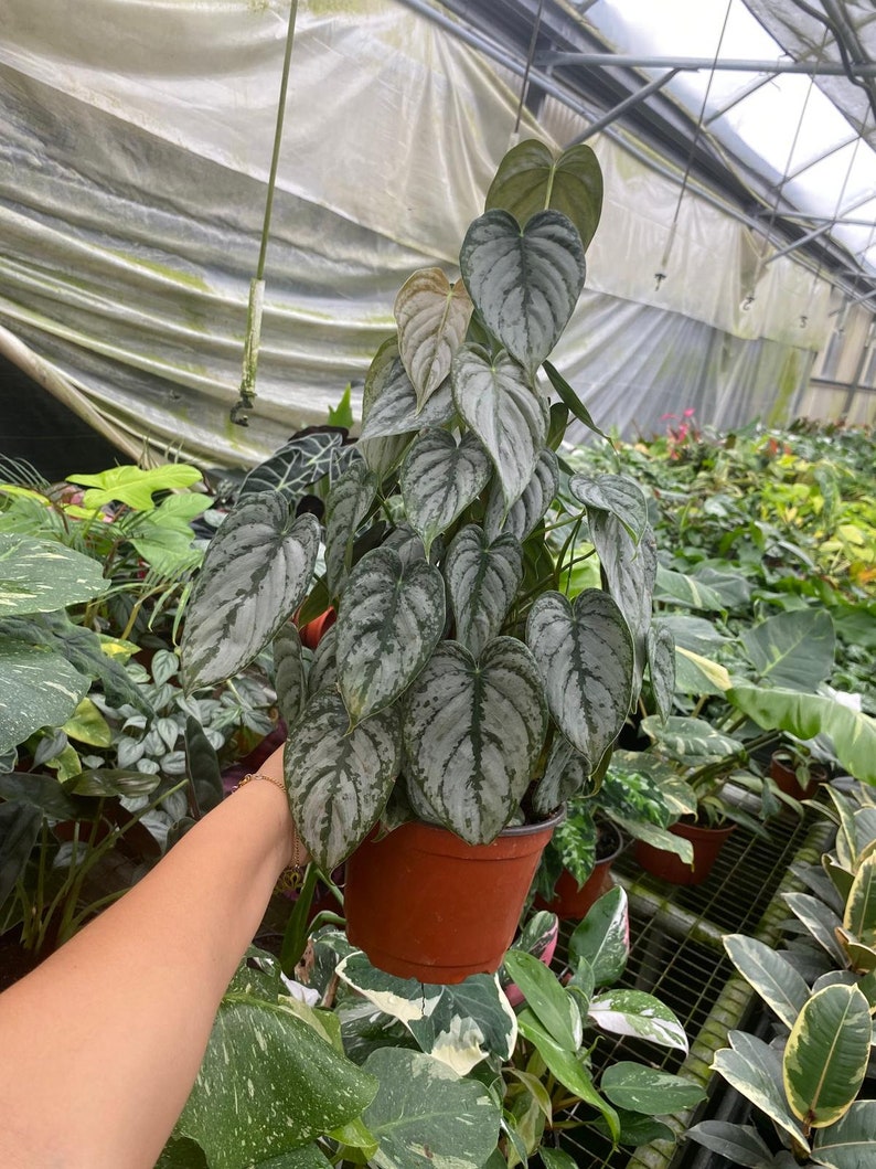 May include: A potted houseplant with large, heart-shaped leaves. The leaves are a mix of green and silver, with a textured appearance. The plant is in a brown plastic pot. Other plants are visible in the background.