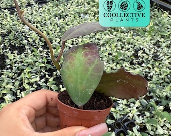 Hoya Waymaniae – Rare Trailing Plant – Easy Care Live Llant for Shelf & Desk – Beginner Friendly Indoor Plant