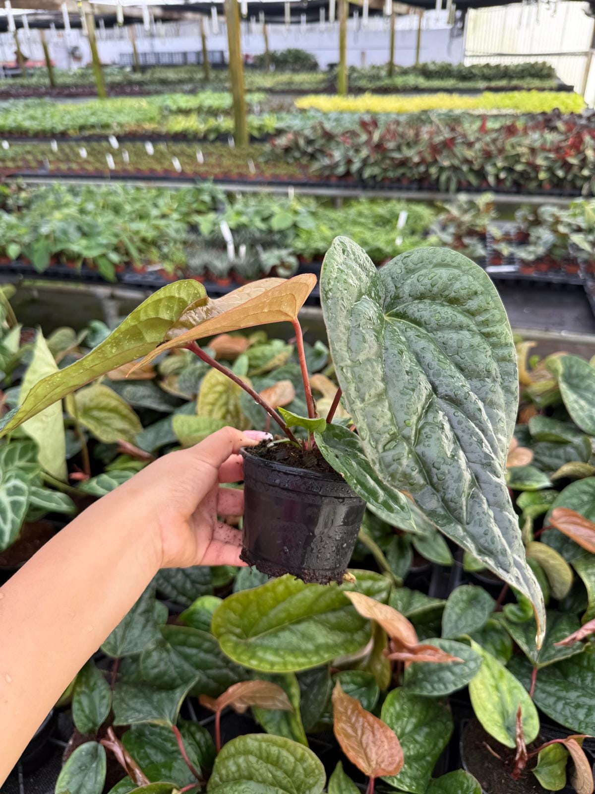 Anthurium Dark Phoenix - Etsy Anthurium Dark Phoenix - Etsy