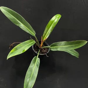 Puede incluir: Una planta Philodendron con hojas verdes largas, estrechas y puntiagudas que crecen desde un tallo central. La planta est&aacute; en una peque&ntilde;a maceta de pl&aacute;stico negro llena de tierra. El follaje muestra una textura lisa y nervaduras.