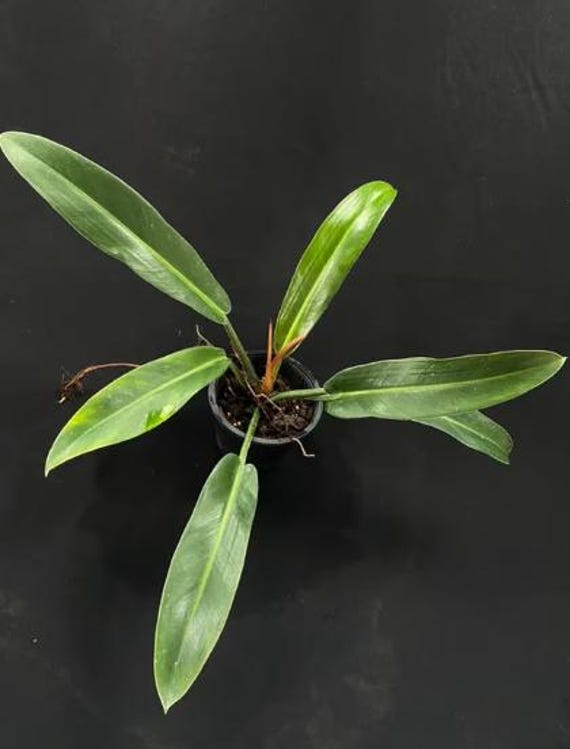 2" Pot Philodendron ruizii | Rare Aroid Plant | Tropical Collector Philodendron | Indoor Houseplant