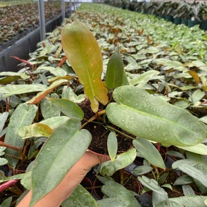 Philodendron Atabapoense