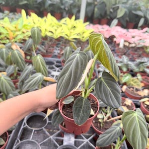 K&ouml;nnte beinhalten: Eine Philodendron melanochrysum Pflanze in einem kleinen terrakottafarbenen Kunststofftopf. Die Pflanze hat mehrere herzf&ouml;rmige, samtige dunkelgr&uuml;ne Bl&auml;tter mit ausgepr&auml;gter hellgr&uuml;ner Aderung und einen einzelnen hellen, neuen Blattspie&szlig;.