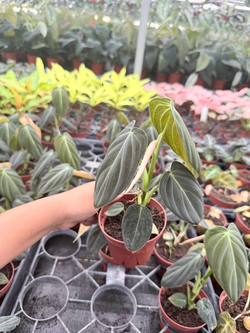 K&ouml;nnte beinhalten: Eine Philodendron melanochrysum Pflanze in einem kleinen terrakottafarbenen Kunststofftopf. Die Pflanze hat mehrere herzf&ouml;rmige, samtige dunkelgr&uuml;ne Bl&auml;tter mit ausgepr&auml;gter hellgr&uuml;ner Aderung und einen einzelnen hellen, neuen Blattspie&szlig;.
