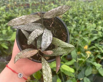 Hoya Lyi NOID UNROOTED Cutting - Etsy
