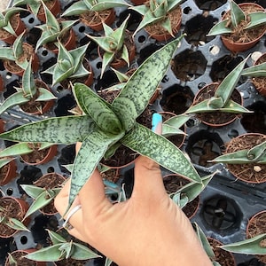 succulent plants for sale near me 2