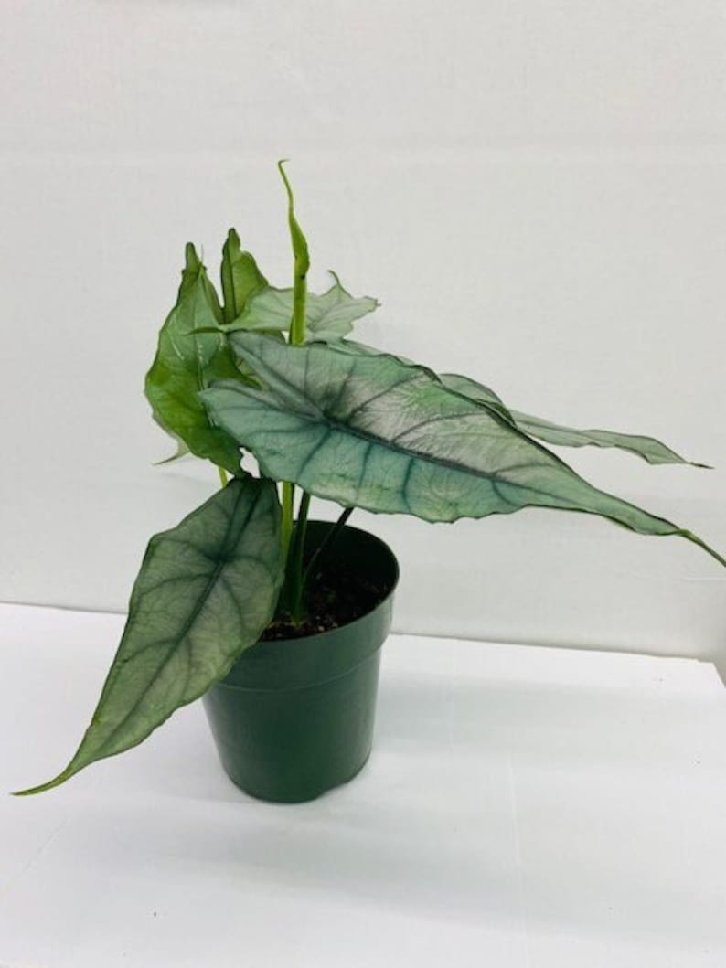 Alocasia Heterophylla Dragons Breath : Indoor Plants Easy Care Houseplant Starter Plant ,Live Indoor, Easy to Grow Beginner Plant image 2
