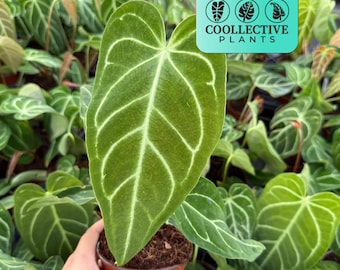 Anthurium Regale Live Plant: Majestic Aroid Hybrid, Unique Plant Gift