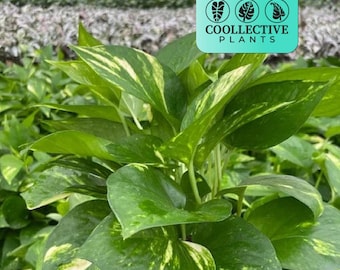 Pothos Golden Indoor Houseplant  Live Plant  Easy to Grow  Beginner-friendly - Etsy