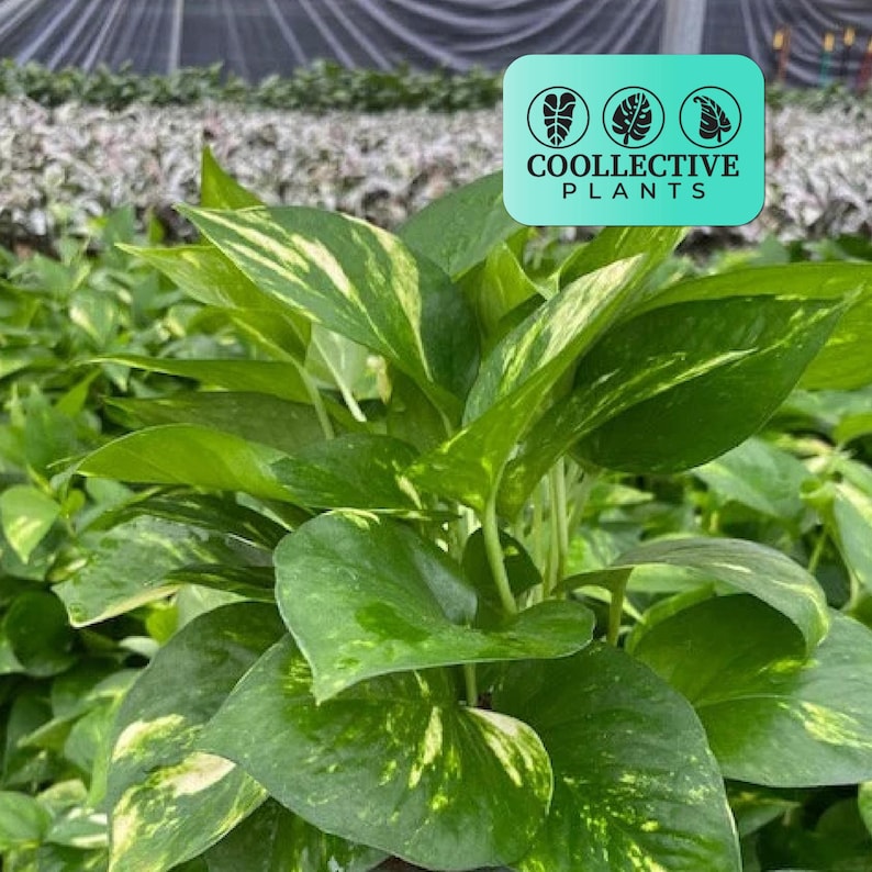 Coollective Plants Pothos Houseplant - Thumbnail 5