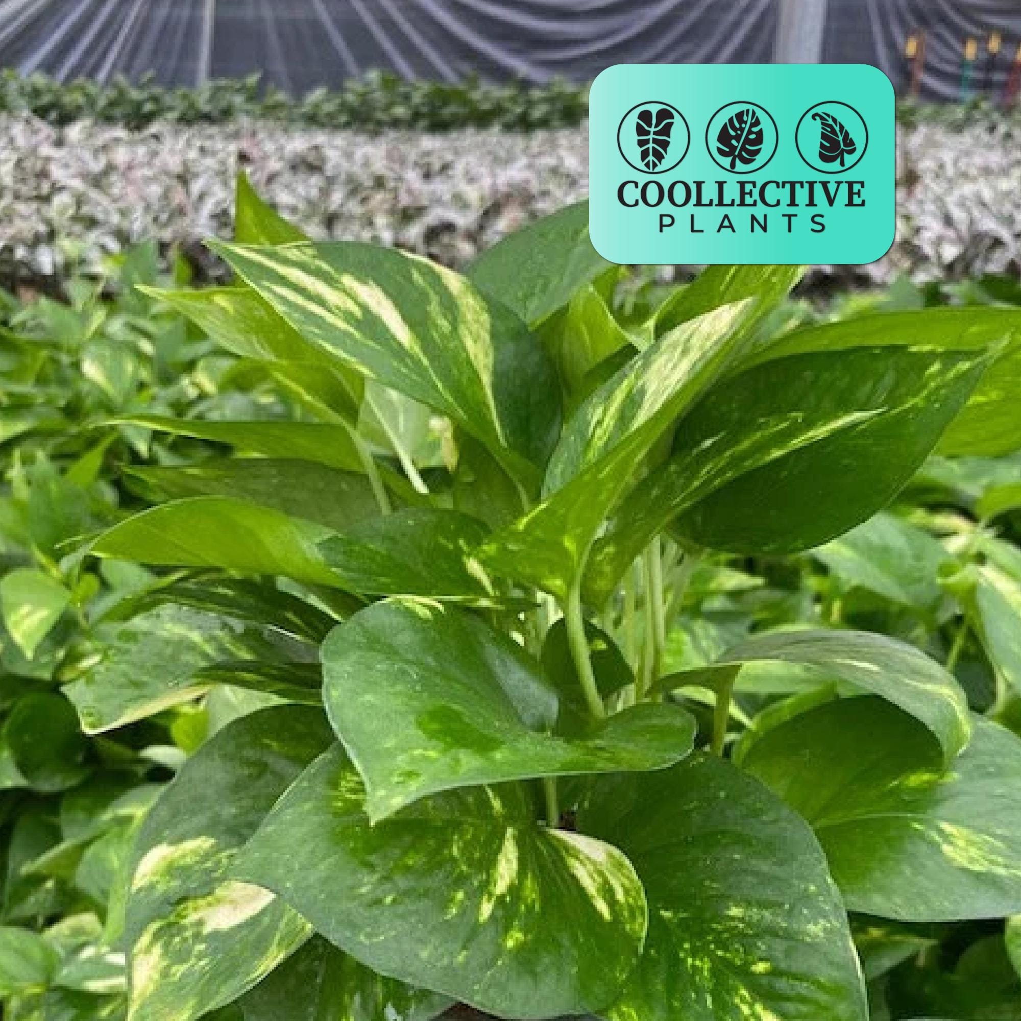 Pothos Golden Indoor Houseplant - Live Plant - Easy to Grow Beginner-Friendly