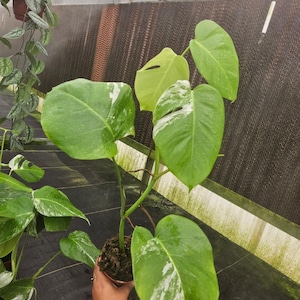 May include: A potted Monstera plant with large, green leaves, some with white variegation. The plant is in a brown pot, and the leaves have water droplets on them. The background is a greenhouse setting.