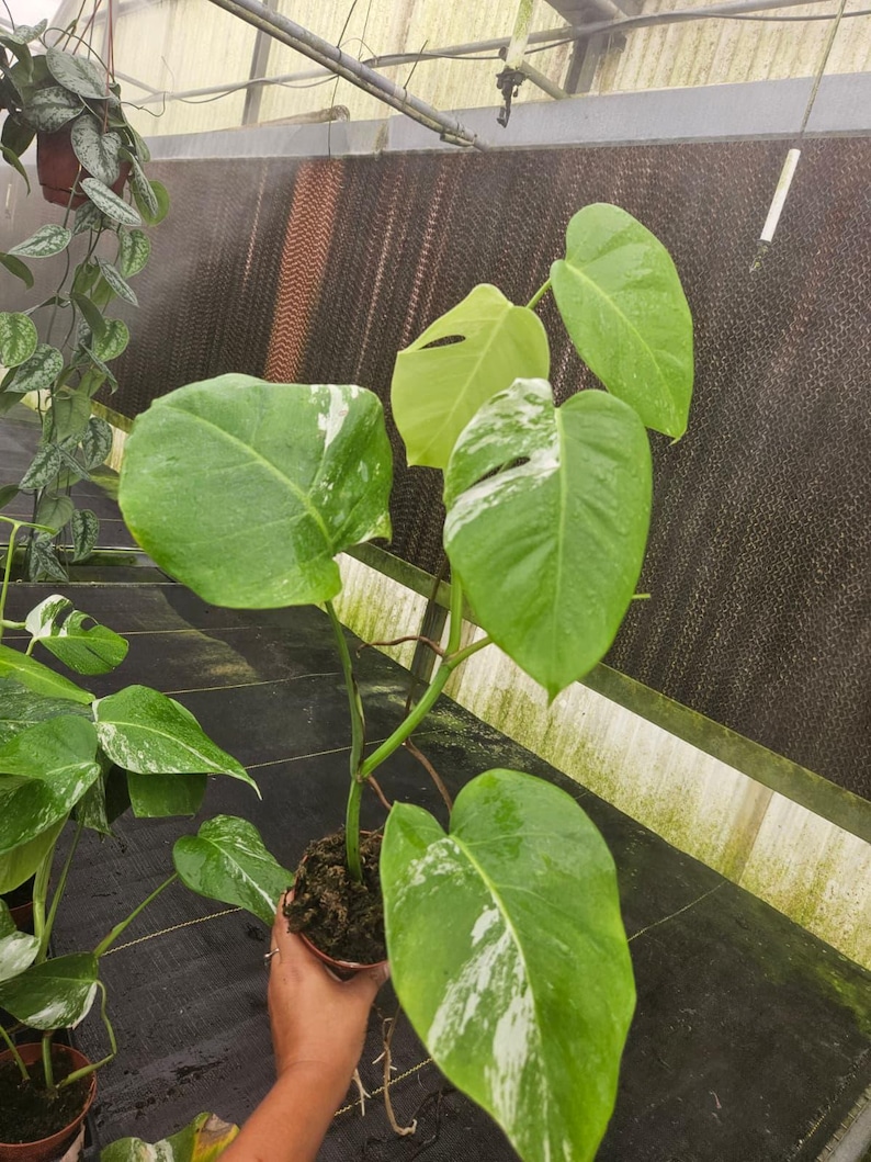 May include: A potted Monstera plant with large, green leaves, some with white variegation. The plant is in a brown pot, and the leaves have water droplets on them. The background is a greenhouse setting.