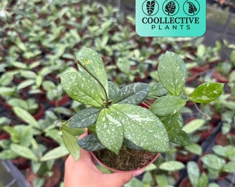Hoya Crassipetiolata Splash Live Plant – Rare Silver Leaf Hoya – Low Maintenance Houseplant