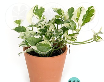Pothos N joy : Indoor Plants - Easy Care Houseplant -Starter Plant ,Live Indoor, Easy to Grow - Beginner Plant
