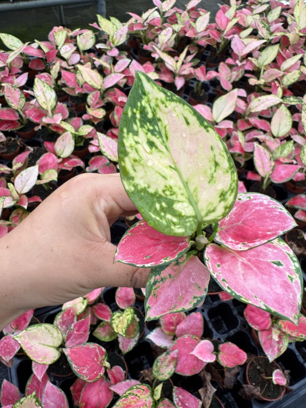 Aglaonema Beauty Pink : Chinese Evergreen Plant - Tropical Indoor Plant -  Easy Care Houseplant - Starter Live Plant, Easy to Grow Houseplant - Etsy