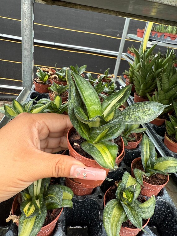 Sansevieria Trifasciata 'hahnii' Spiral - Etsy