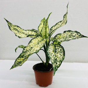 Pu&ograve; includere: Una pianta di Dieffenbachia in vaso. Le foglie variegate sono verdi e crema, con un motivo maculato. La pianta &egrave; adatta all'arredamento d'interni. Il vaso misura circa 10 cm di diametro.