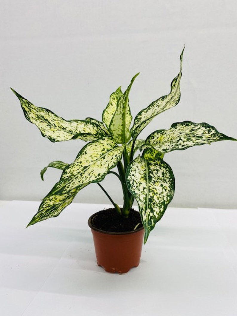 Pu&ograve; includere: Una pianta di Dieffenbachia in vaso. Le foglie variegate sono verdi e crema, con un motivo maculato. La pianta &egrave; adatta all'arredamento d'interni. Il vaso misura circa 10 cm di diametro.