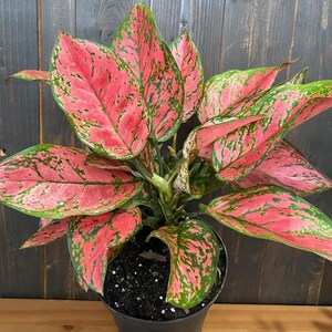 Aglaonema Lady Valentine : Indoor Plants - Easy Care Houseplant - Starter Plant ,Live Indoor, Easy to Grow - Beginner Plant