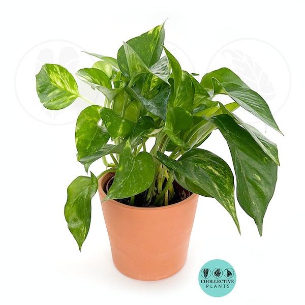 Pothos Golden : Indoor Plants - Easy Care Houseplant - Starter Plant ,Live Indoor, Easy to Grow - Beginner Plant