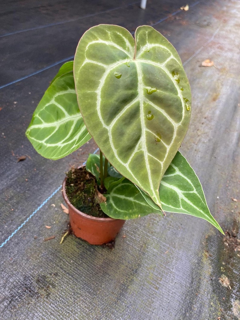 May include: Anthurium plant in a brown pot. The large, heart-shaped leaves are a deep green with prominent white veining. The plant has several leaves, some with water droplets, and is potted in soil with moss.