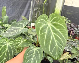 Anthurium Dorayaki Silver X Magnificum Starter Plant (ALL STARTER
