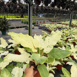 Philodendron Snowdrift :  Indoor Plants - Easy Care Houseplant - Starter Plant ,Live Indoor, Easy to Grow - Beginner Plant