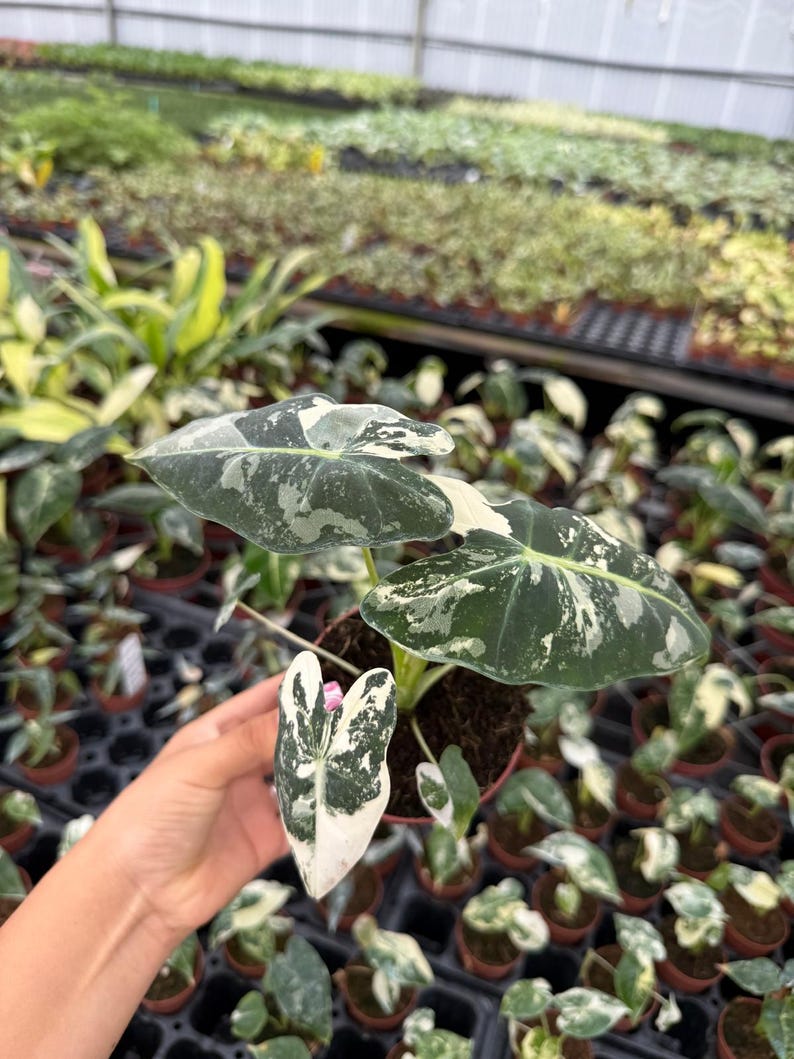 May include: A small potted plant with white and green variegated leaves. The plant is in a small brown pot and is being held by a hand.