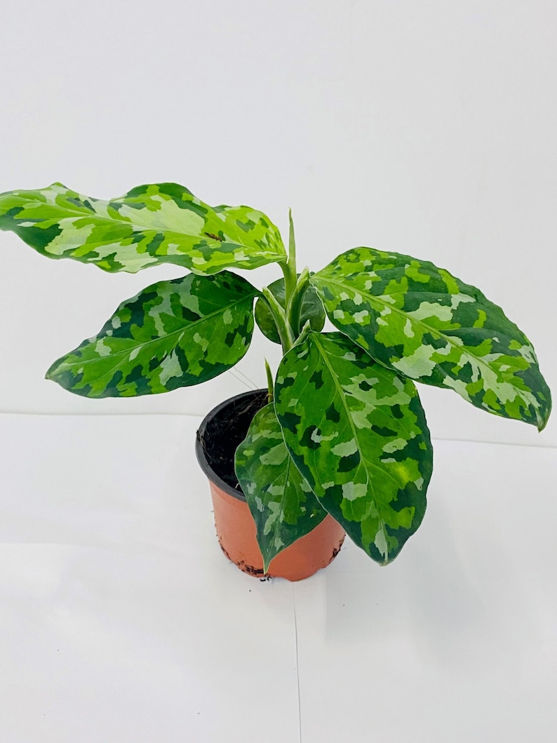 May include: A potted Aglaonema plant with large, variegated leaves in shades of green and white. The plant is in a brown plastic pot, set against a white background. The leaves have a camouflage-like pattern.