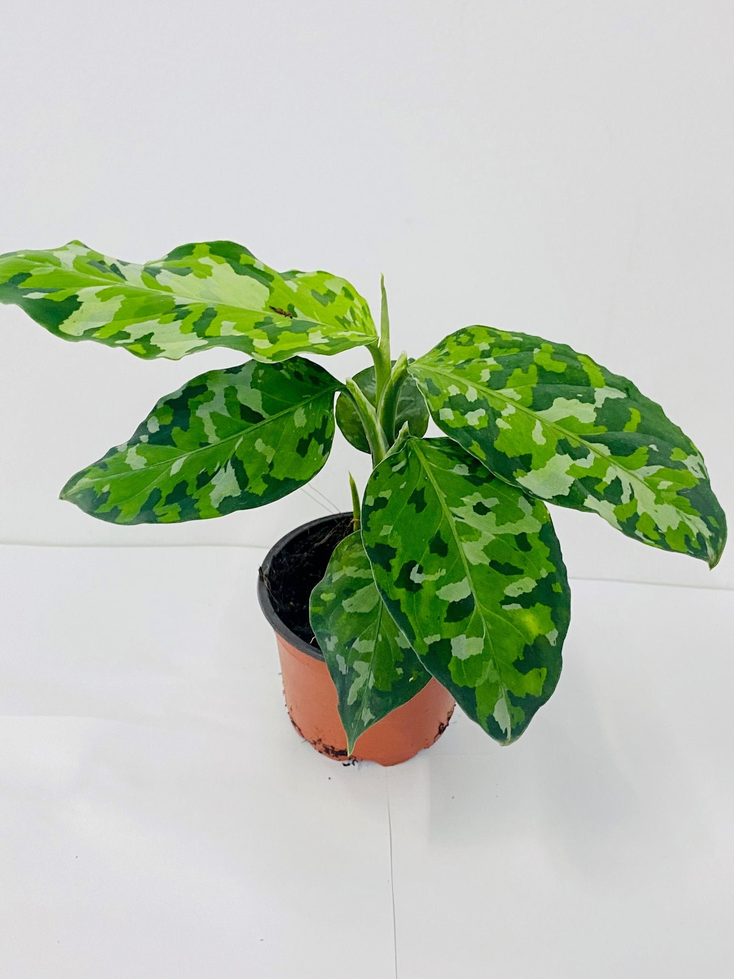Aglaonema pictum A Galaxy【LA0313-00】 Aglaonema pictum A