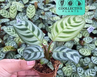 2” Calathea Burle Marx – Decorative Foliage Plant – Easy Indoor Houseplant for Home or Office – Moisture Loving Beginner Friendly Starter