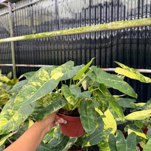 Philodendron Burle Marx Variegated, Tropical Indoor Plant - Rare Houseplant, Easy Care Starter Plant, Beginner Friendly, Live Plant afbeelding 2