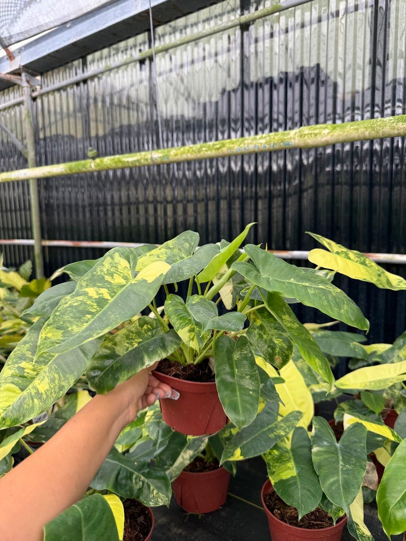 Philodendron Burle Marx Variegated, Tropical Indoor Plant - Rare Houseplant, Easy Care Starter Plant, Beginner Friendly, Live Plant afbeelding 2