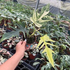 Philodendron Nangaritense - Etsy