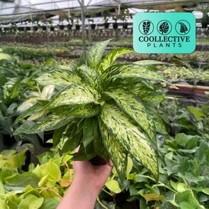 May include: A lush green plant with variegated leaves, featuring a mix of light and dark green patterns. The plant is held in a dark pot, with the text "COOLLECTIVE PLANTS" in a teal square in the background. The image is taken in a greenhouse setting.