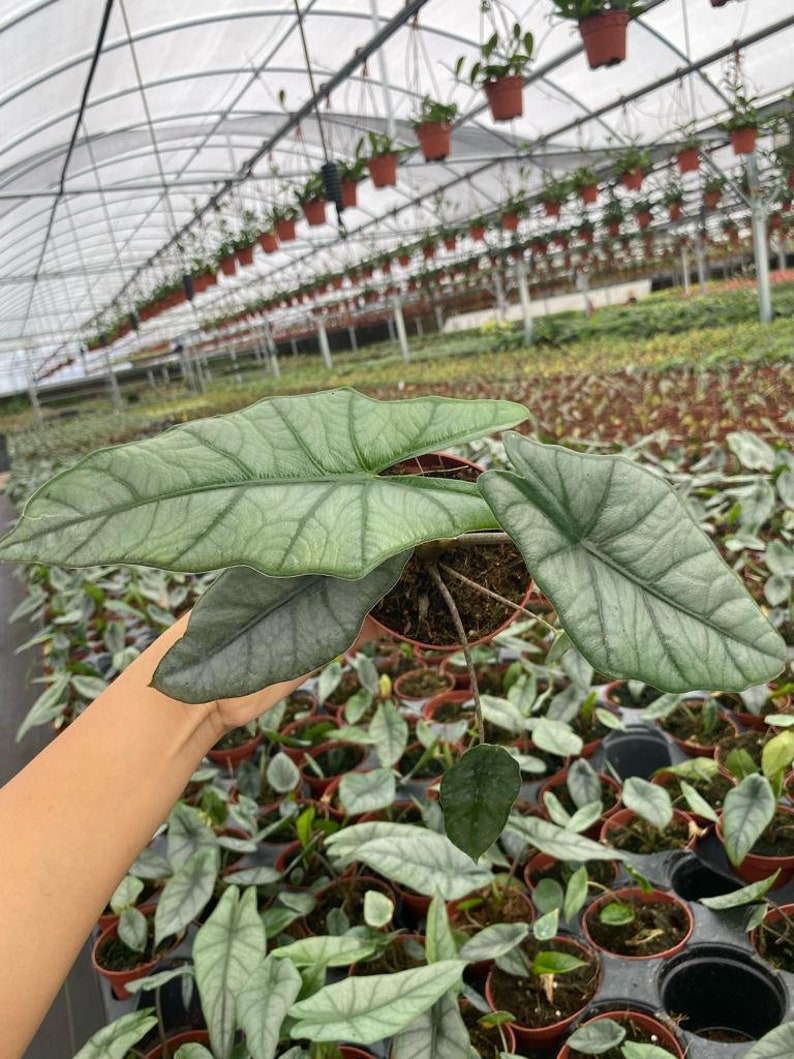 Alocasia Heterophylla Dragons Breath : Indoor Plants Easy Care Houseplant Starter Plant ,Live Indoor, Easy to Grow Beginner Plant 4" Pot inches