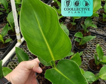 Live Plant White bird 'strelitzia nicolai': Indoor Plants - Easy Care Tropical Houseplant - Starter Plant, Easy to Grow - Beginner Plant