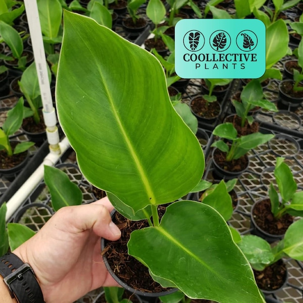 Live Plant White bird 'strelitzia nicolai': Indoor Plants - Easy Care Tropical Houseplant - Starter Plant, Easy to Grow - Beginner Plant