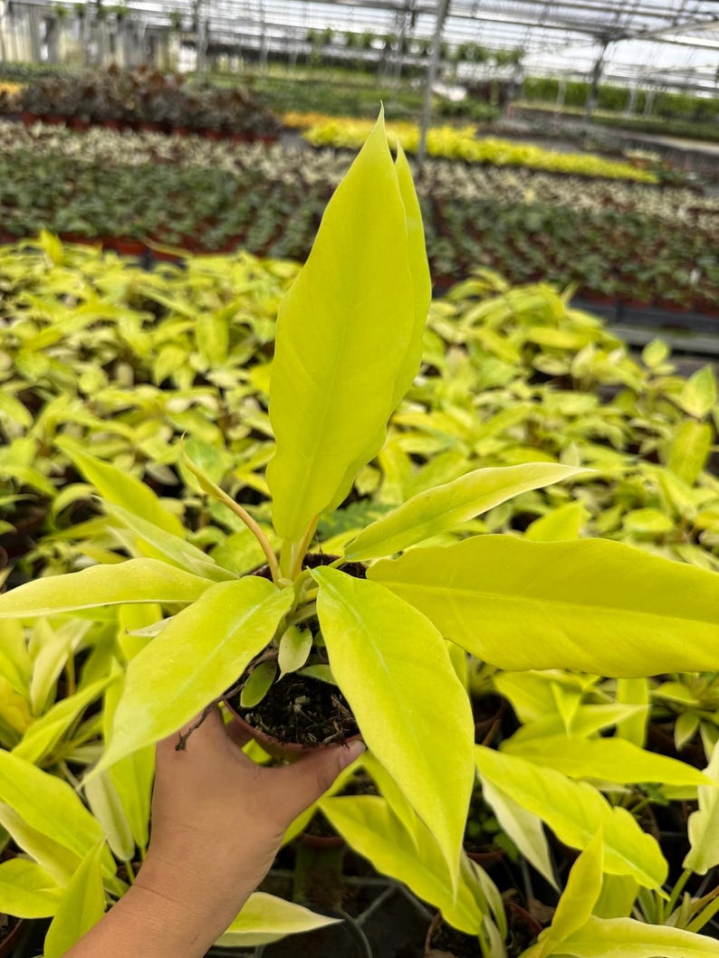 Coollective Plants Philodendron Crocodile - Thumbnail 2