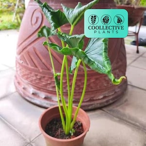 Alocasia "Triangularis"
